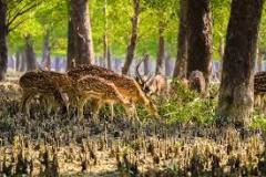 sundarba-deer-images
