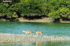 sundarban-deer_images