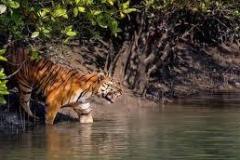 sundarbans-images